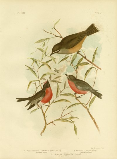 Buff-Sided Robin, 1891 von Gracius Broinowski